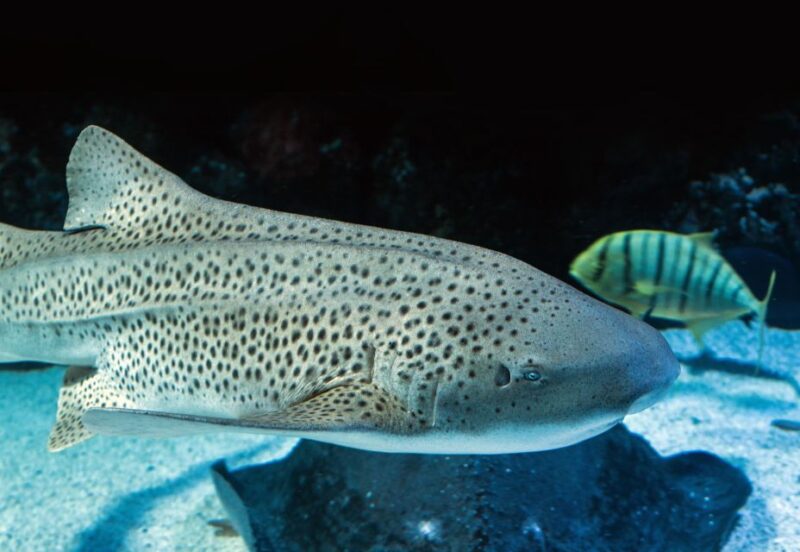 Cairns: Guided Twilight Tour of the Aquarium - Guided Tour Details