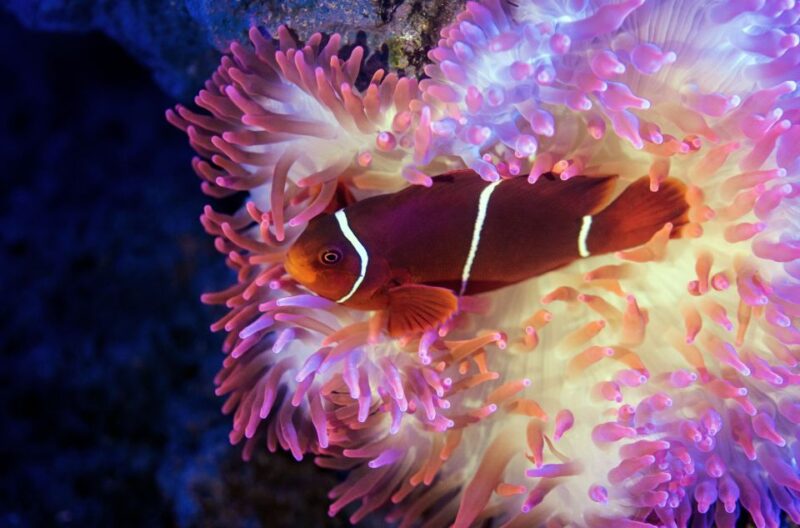 Cairns: Guided Twilight Tour With 3-Course Dinner - Inclusions