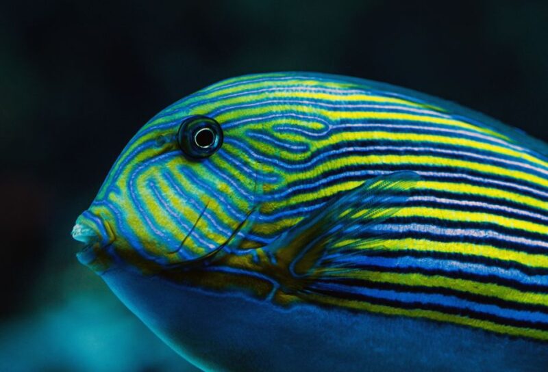 Cairns: Guided Twilight Tour With 3-Course Dinner - Important Information
