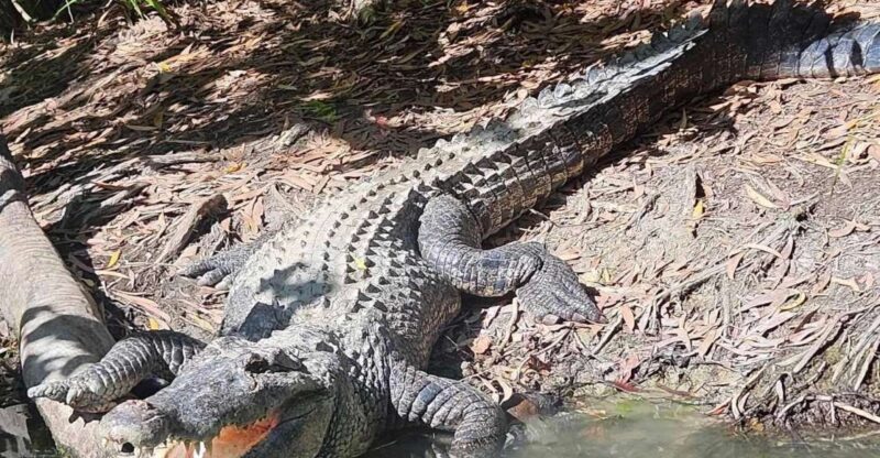 Cairns: Hartleys Crocodile Adventures Transfers and Return - Transportation and Pickup