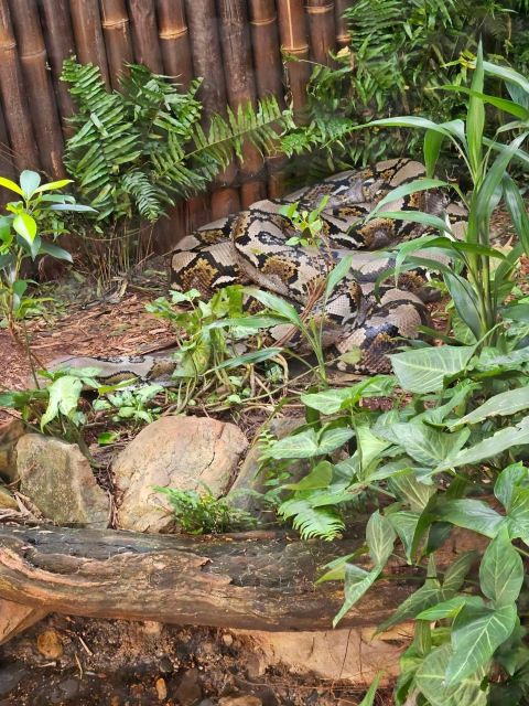 Cairns: Hartleys Crocodile Adventures Transfers and Return - Park Exploration and Activities