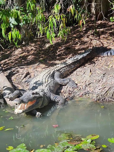 Cairns: Hartleys Crocodile Adventures Transfers and Return - Crocodile Encounters
