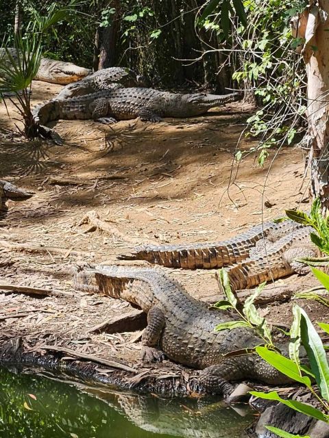 Cairns: Hartleys Crocodile Adventures Transfers and Return - Dining Options