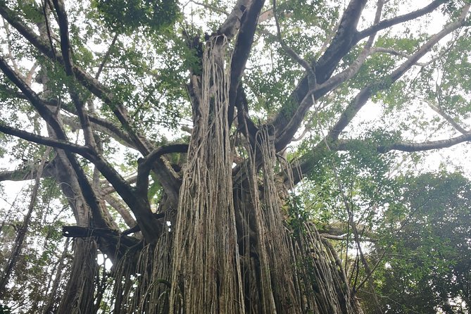 Cairns Hidden Gems, Historic Village Herberton and Tableland - Spotting Native Wildlife