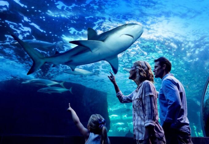 Cairns: Night at the Aquarium Guided Tour - Nocturnal Creature Encounters