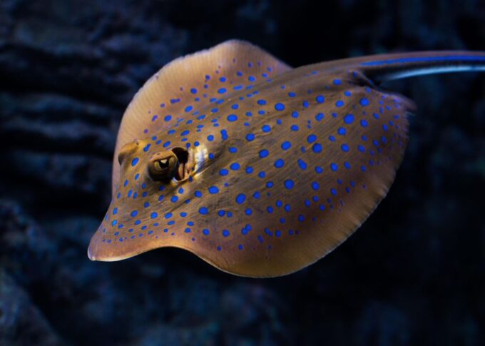 Cairns: Night at the Aquarium Guided Tour - Exclusive Guided Experience