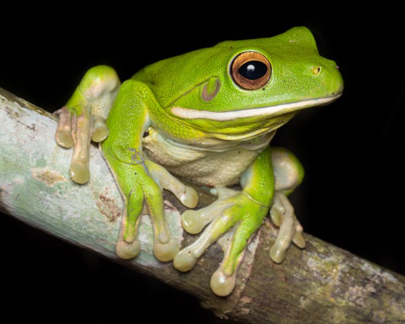 Cairns: Night Walk in Cairns Botanic Gardens - Experience Details