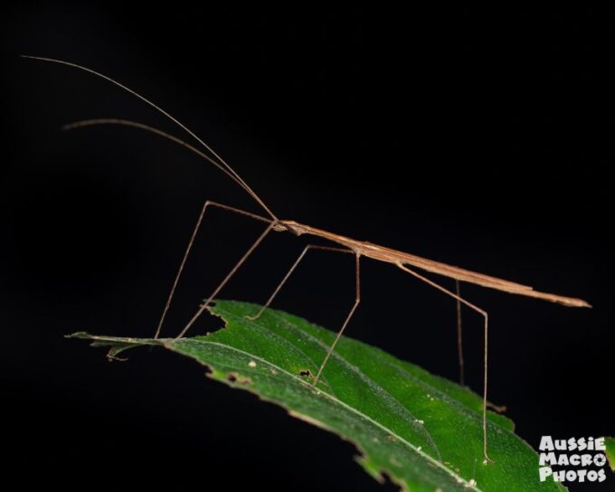 Cairns: Night Walk in Cairns Botanic Gardens - Additional Information