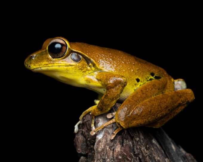 Cairns: Night Walk in Cairns Botanic Gardens - Recap