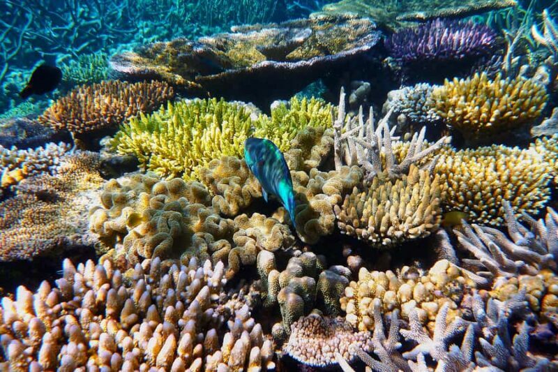 Cairns: Outer and Coral Cay Snorkel and Dive Cruise - Practical Details That Matter