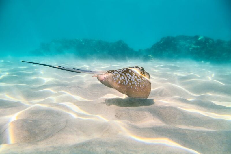Cairns: Outer and Coral Cay Snorkel and Dive Cruise - Reef Activities Offered