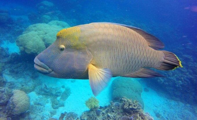 Cairns: Outer Great Barrier Reef Full-Day Tour With Lunch - Meeting Point and Schedule