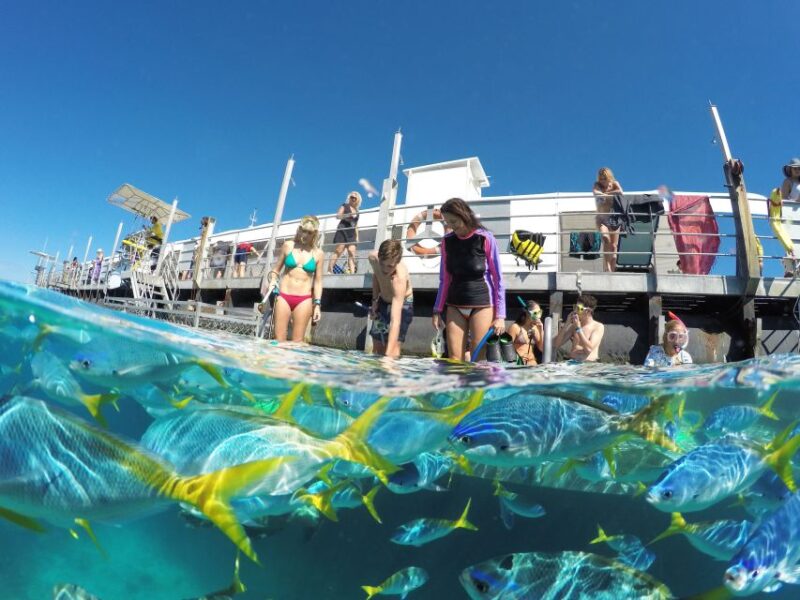 Cairns: Outer Great Barrier Reef Pontoon With Activities - Key Points