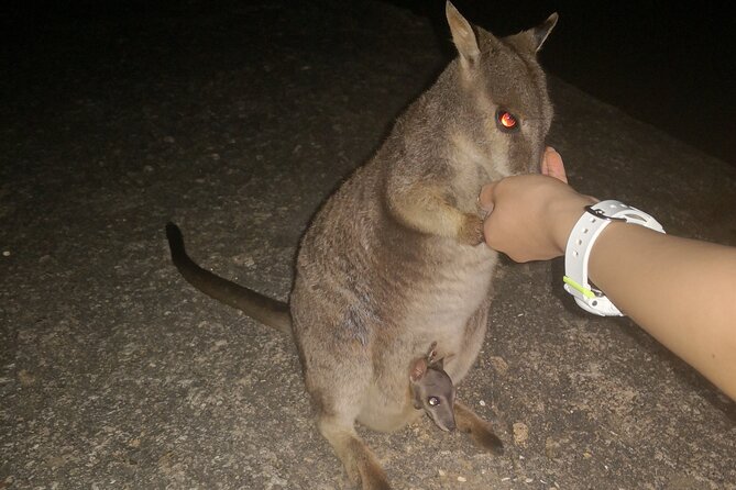 Cairns Paronella Park Herberton and Wild Life Tour - Paronella Park Highlights
