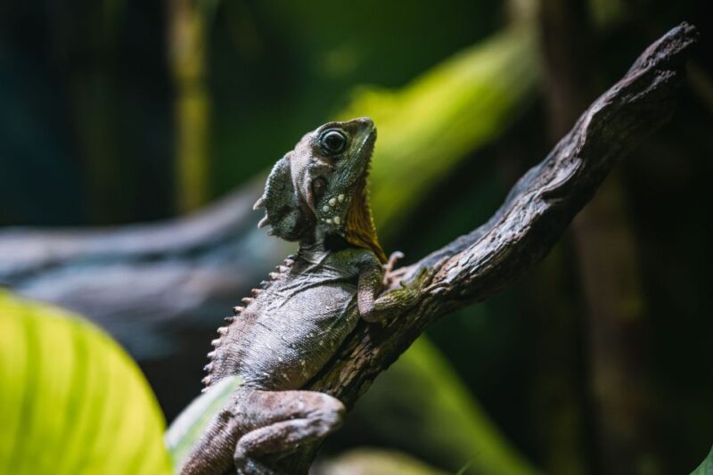 Cairns: Pre-Opening Guided Tour of the Cairns Aquarium - Pricing and Accessibility