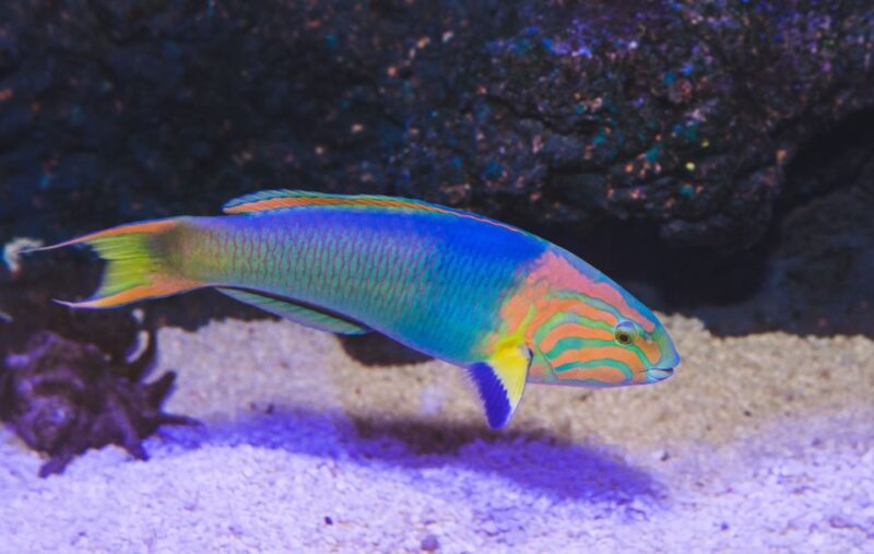 Cairns: Pre-Opening Guided Tour of the Cairns Aquarium - Ecosystems and Marine Life