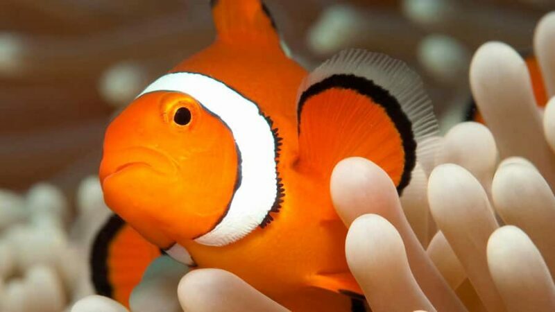 Cairns: Premium Snorkelling and Diving Reef Day Trip - Who Will Love This Tour?