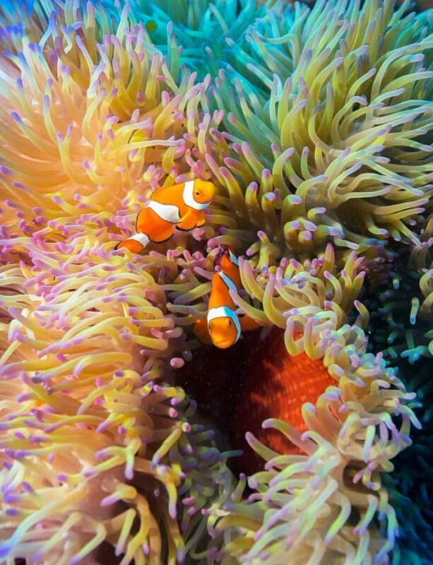 Cairns: Pro Dive Great Barrier Reef 3 Day/2 Night Dive Trip - Frequently Asked Questions