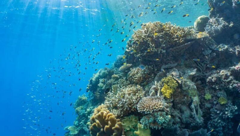 Cairns: Reef Zoom Half Day Helicopter & Snorkeling Tour - Who Will Love This Tour?