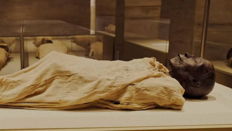 Cairo: Private Tour Visit Pyramids and Civilization Museum - Exhibits at Museum