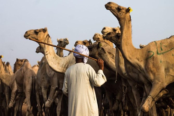 Cairo Unusual Day Tour Visit Camel Market in Birqash - Cultural Immersion Experience