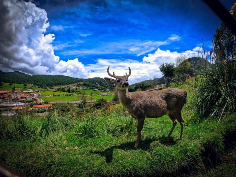 Cajamarca | Porcón Farm and Otuzco | - Tour Overview