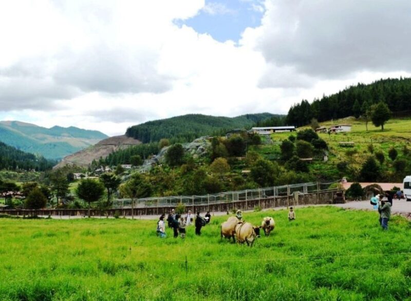 Cajamarca | Porcón Farm and Otuzco | - Preparation and Tips