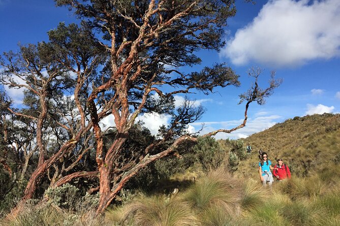 Cajas National Park Small-Group Tour From Cuenca - Group Size and Accessibility