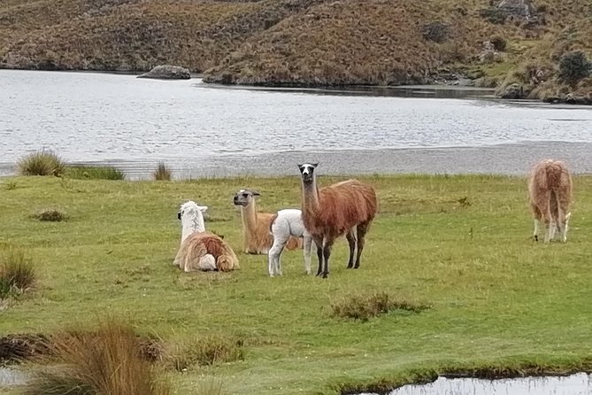 Cajas NP Hiking & Thermal Baths From Cuenca - Rejuvenating Thermal Baths