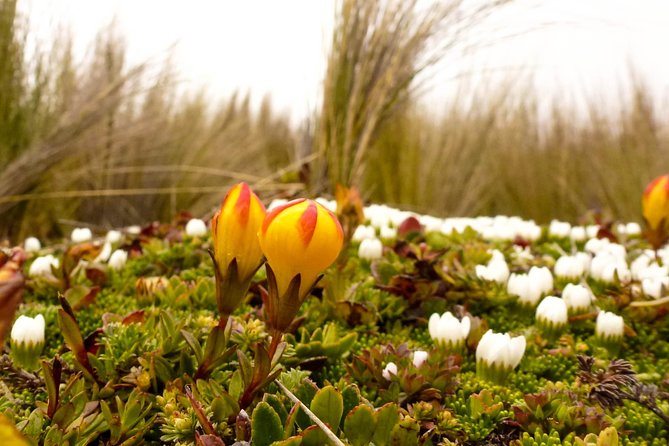 Cajas NP Hiking & Thermal Baths From Cuenca - Bilingual Guides Expertise