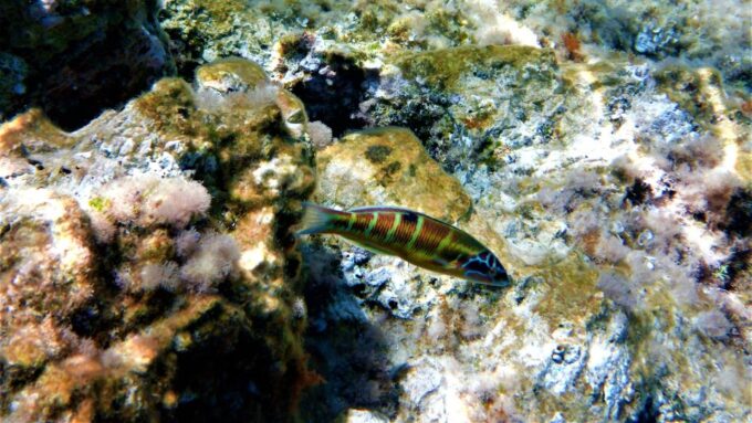 Cala Codolar: Guided Sea Kayaking and Snorkeling Tour - Guided Kayak and Snorkel Highlights