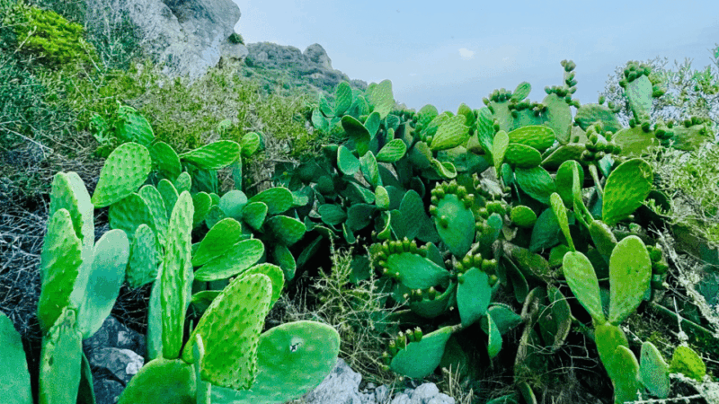 Cala Millor: Cavemen, Cave on a Mountain,Fun Game and Hike - Unique Highlights of the Tour