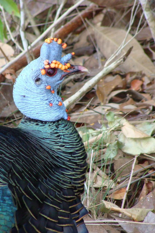 Calakmul: The Jewel in the Jungle - Key Points