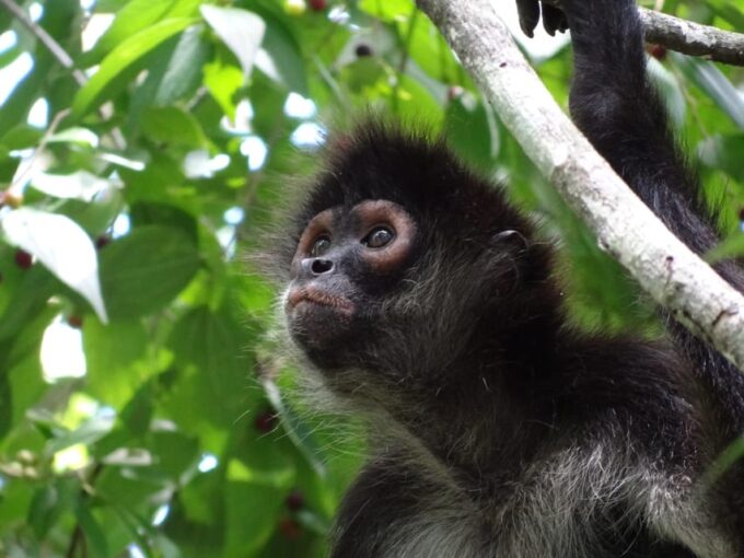 Calakmul: The Jewel in the Jungle - Wildlife Spotting