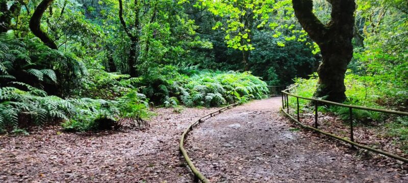 Caldeirão Verde Levada: Roundtrip Transfer & Hike - Included Services