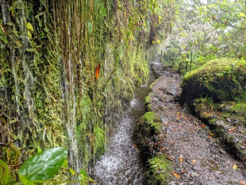 Caldeirão Verde Levada: Roundtrip Transfer & Hike - Included Services