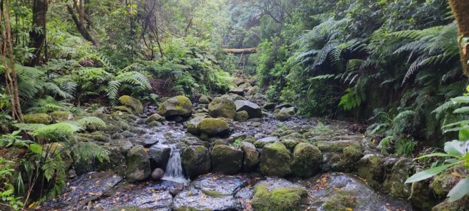 Caldeirão Verde Levada: Roundtrip Transfer & Hike - Natural Landmarks