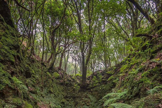 Caldeirão Verde Levadas Walk in Madeira - Highlights of the Walk
