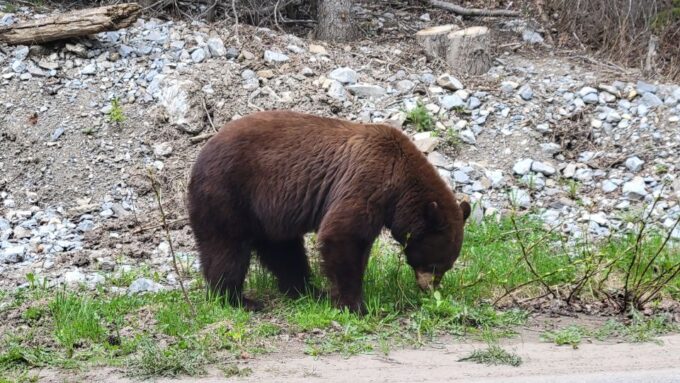 Calgary: 2-Day Banff National Park Highlights Summer Tour - Tour Suitability and Restrictions
