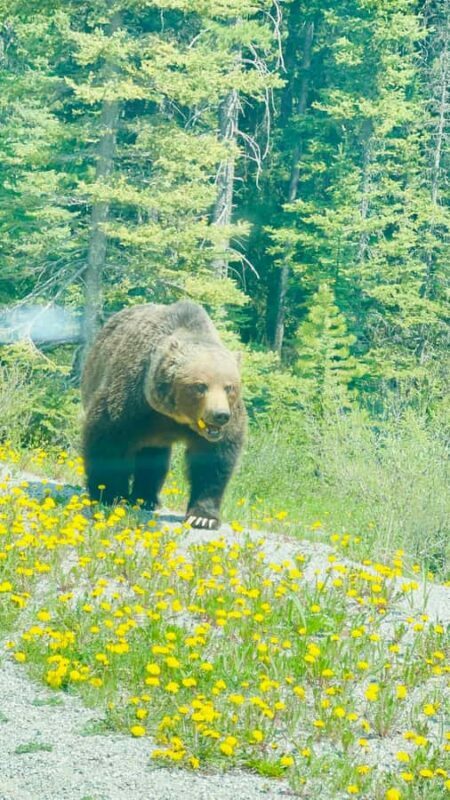 Calgary, Banff: Lake louise , Moraine ,Emerald Lake day Tour - FAQs
