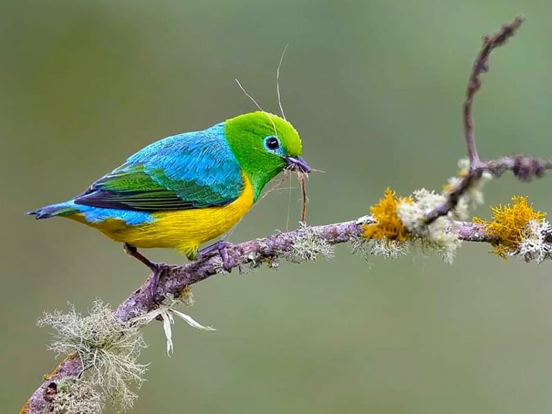 Cali: Bird Watching - Key Points