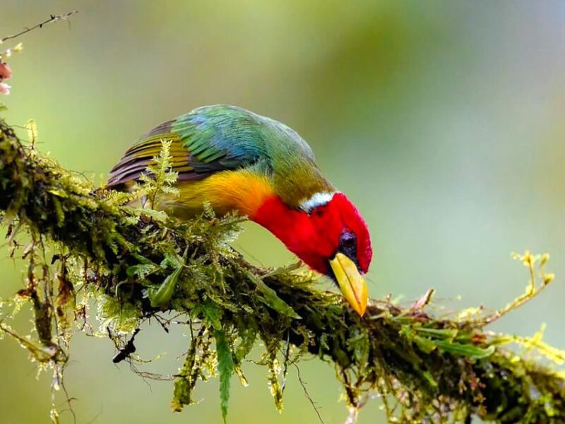 Cali: Bird Watching - Inclusions and Restrictions