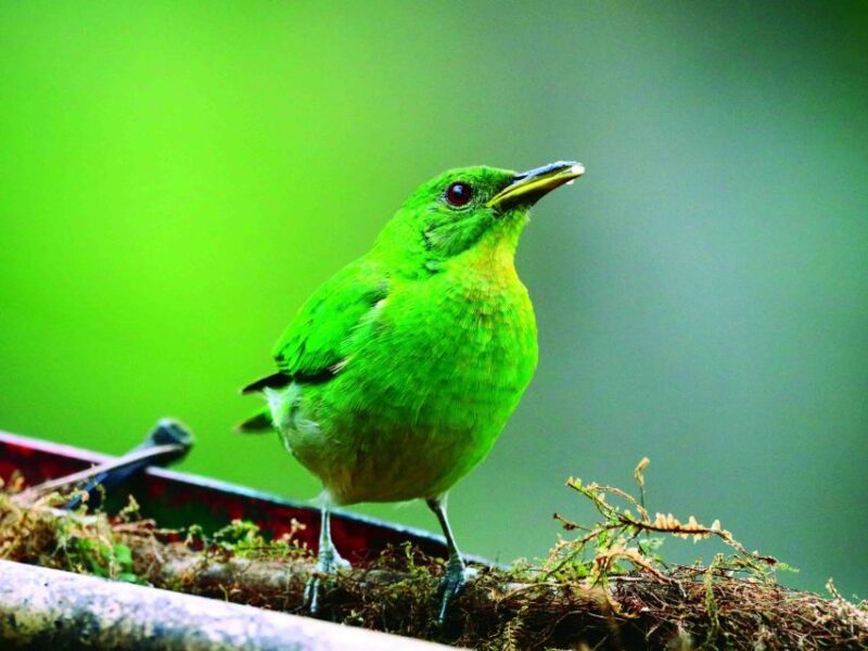 Cali: Bird Watching - Preparation and Guidelines