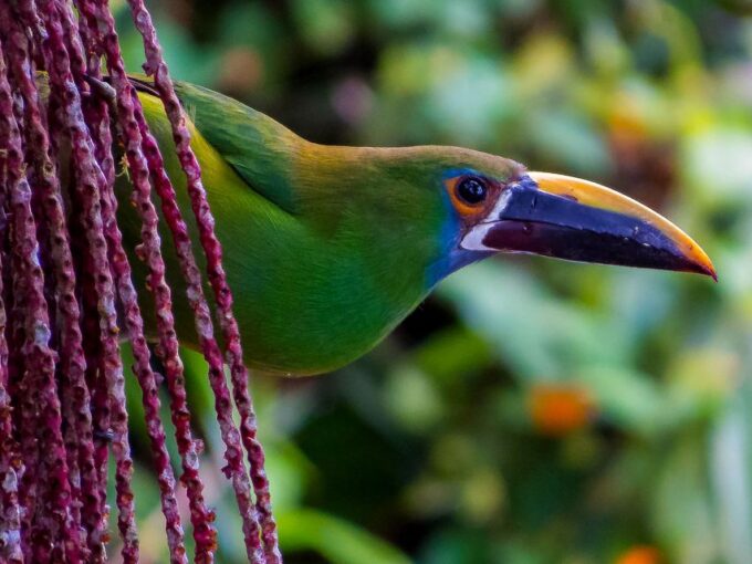 Cali: Bird Watching - Scenic Wonder