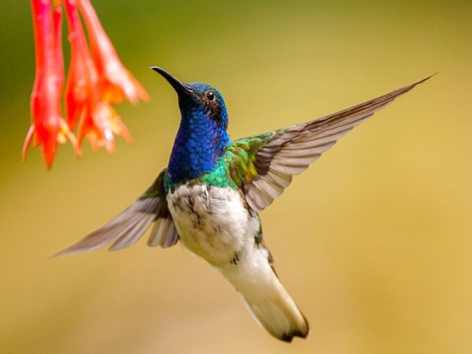 Cali: Bird Watching - Frequently Asked Questions
