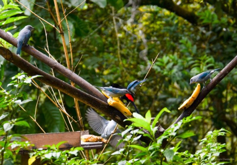 Cali: Bird Watching in The San Antonio Fog Forest - Key Points