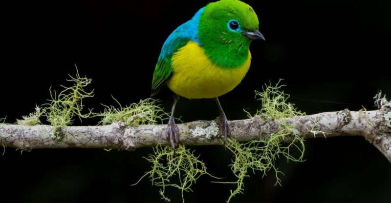 Cali: Bird Watching in The San Antonio Fog Forest - Experience Highlights