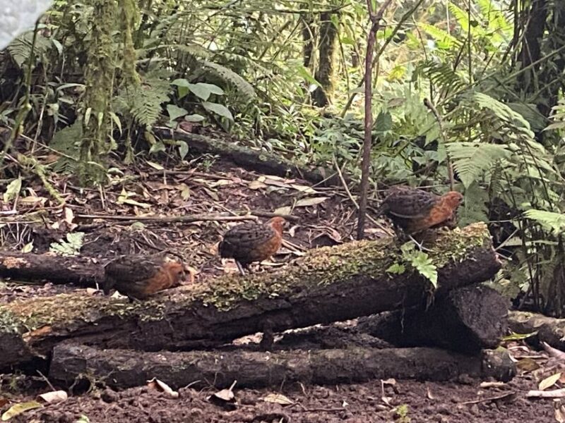 Cali: Bird Watching in The San Antonio Fog Forest - Tour Inclusions