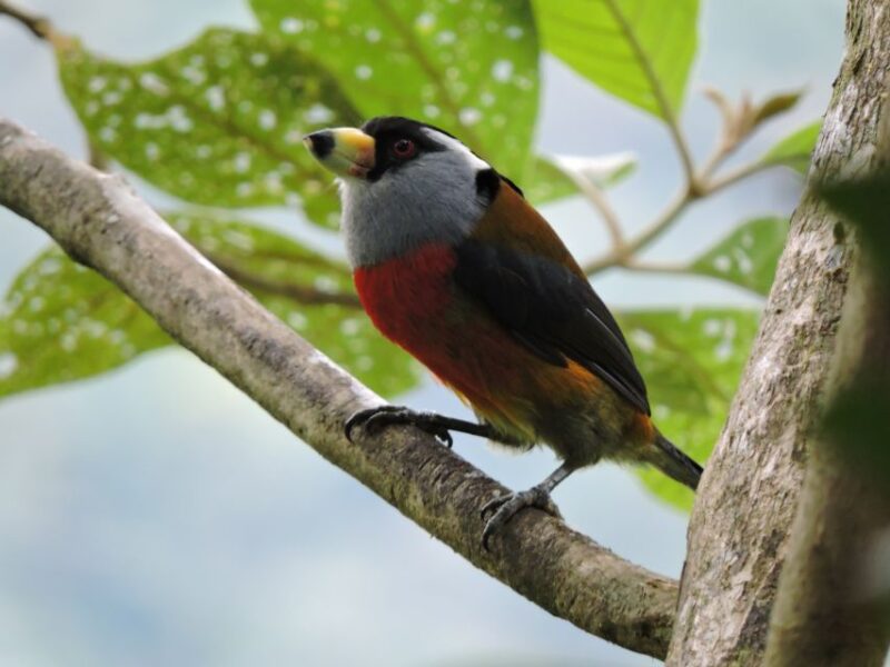 Cali: Bird Watching in The San Antonio Fog Forest - Customer Reviews