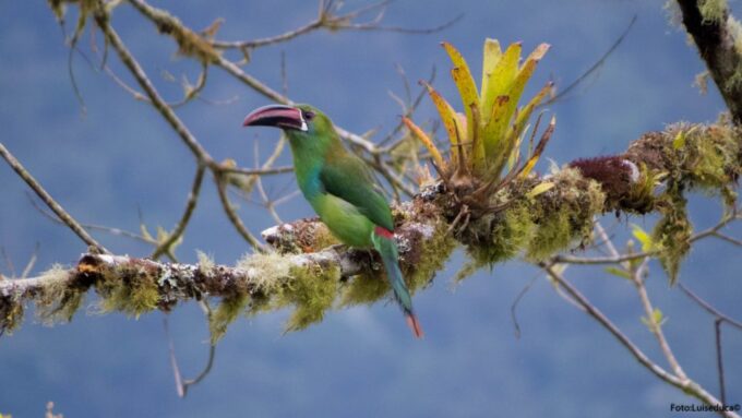 Cali: Bird Watching in The San Antonio Fog Forest - Recap